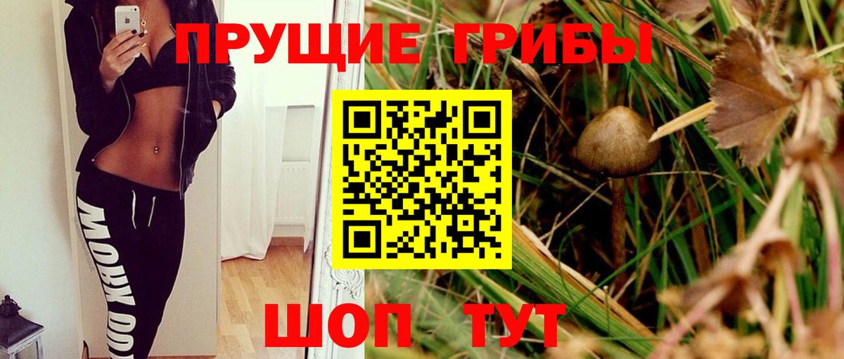 Кашира  Псилоцибиновые грибы Psilocybine cubensis  Вход с VPN 
